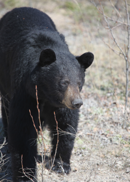 Manitoba Black Bear 3