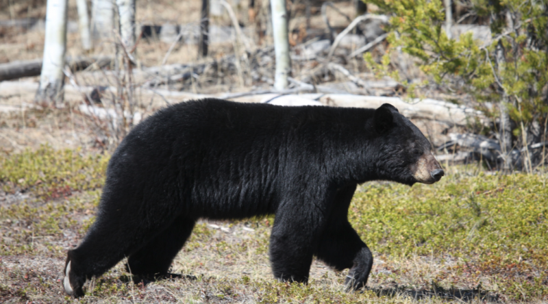 Manitoba Black Bear 6