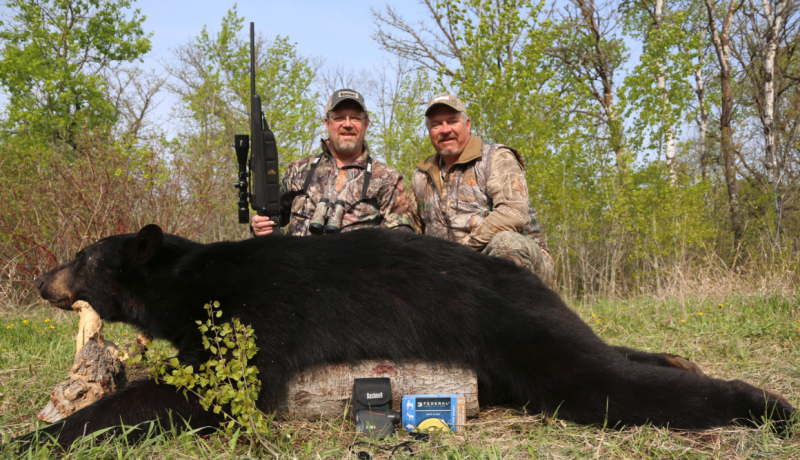 Manitoba Black Bear 7