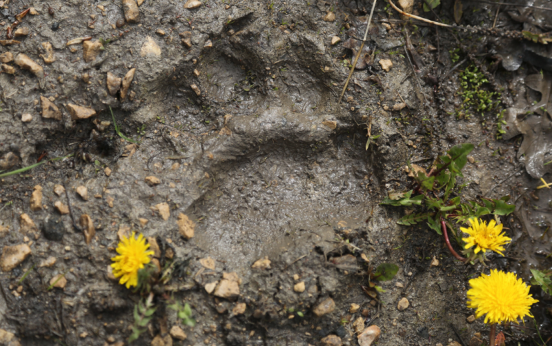 manitoba black bear 9