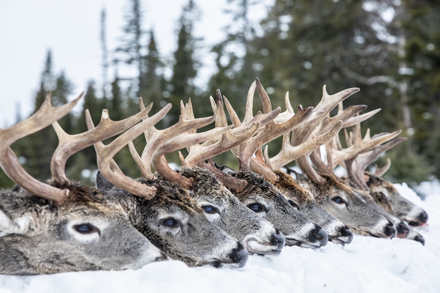 Anticosti Island Whitetail Hunting