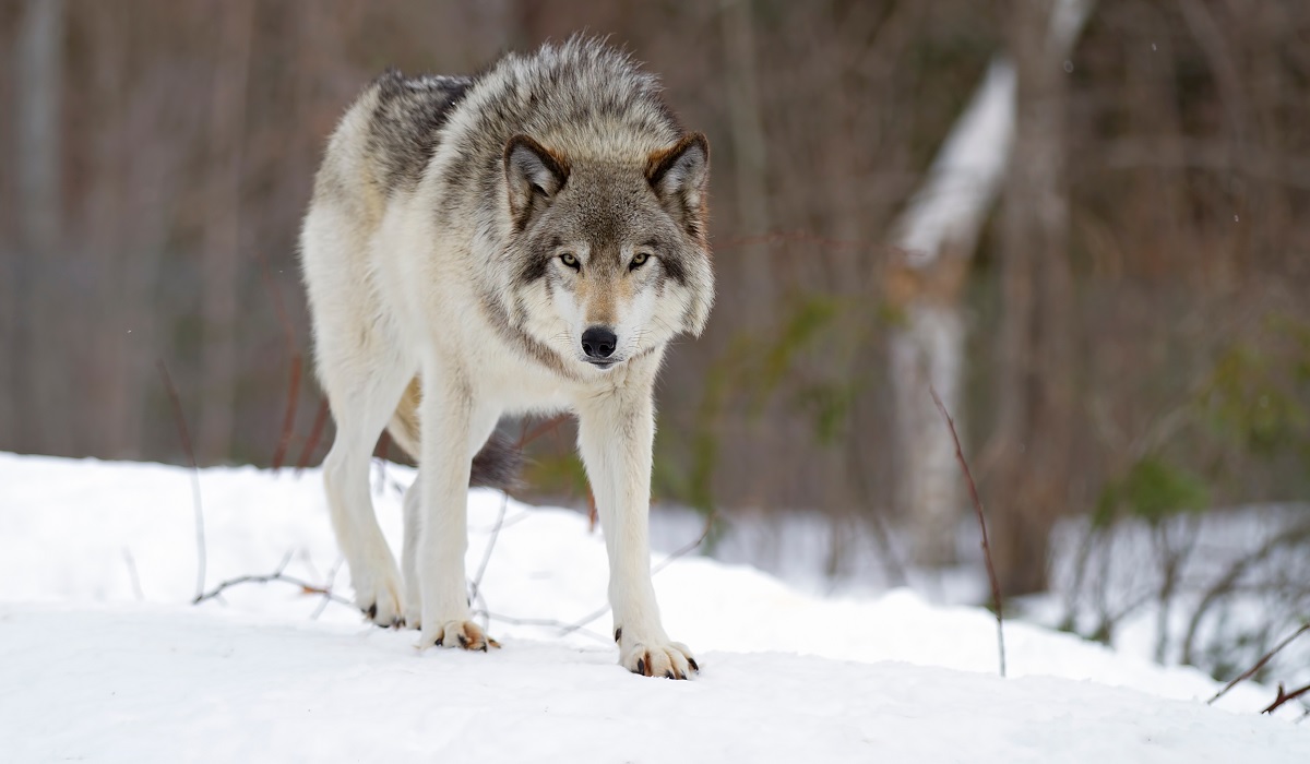 Acting Interior Secretary Announces Proposal to Remove Gray Wolves from ...