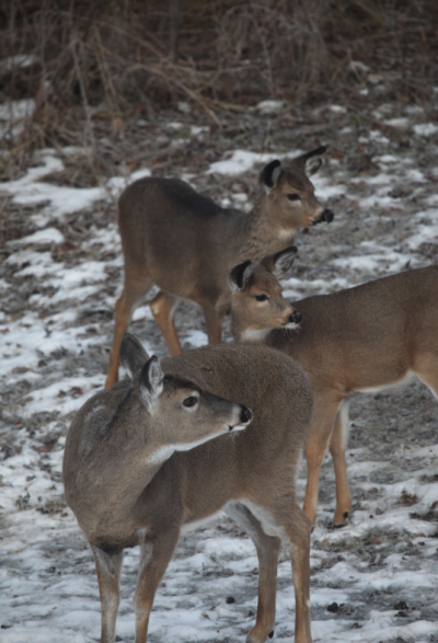 overlooked whitetail destination