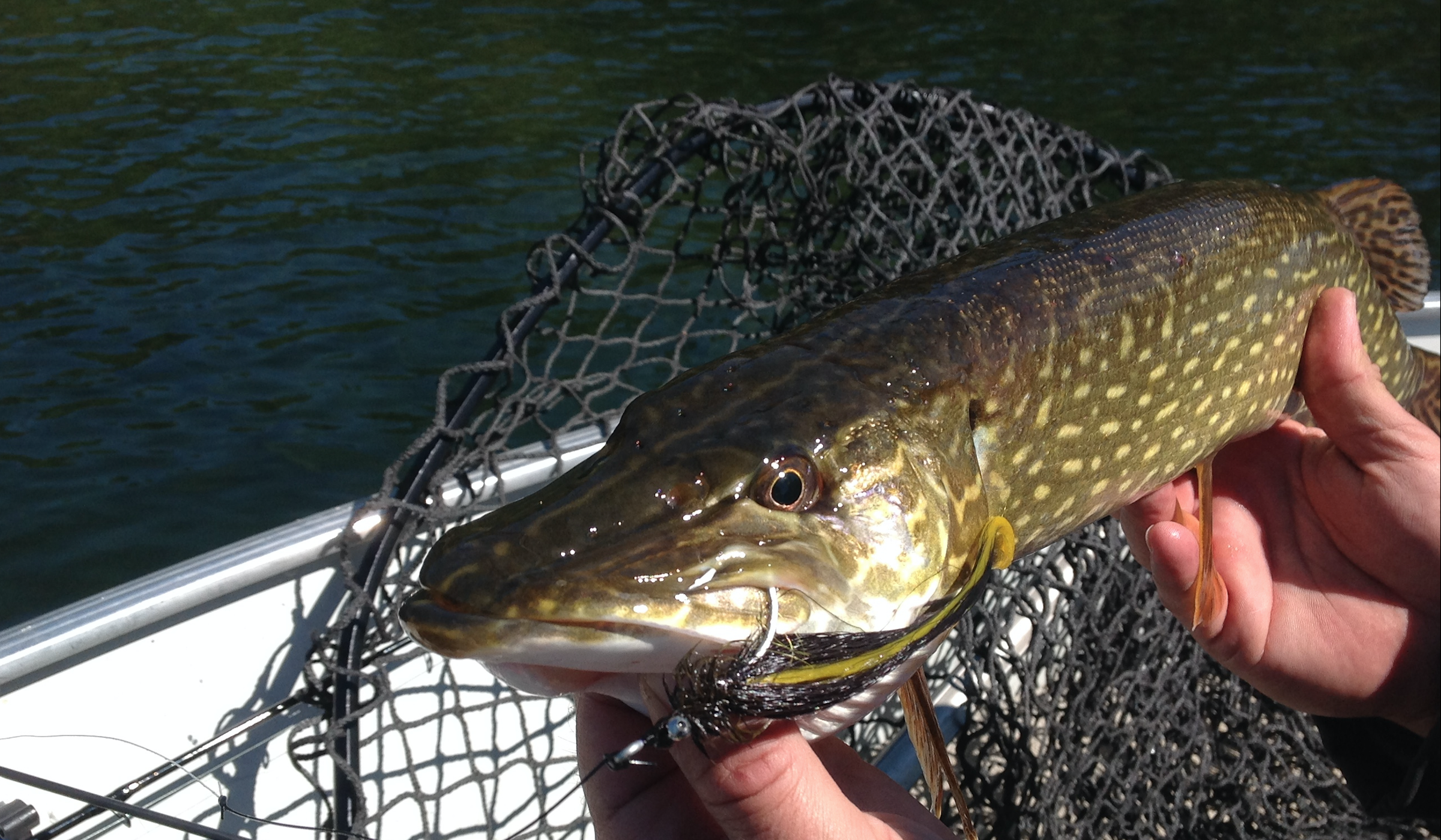 Saskatchewan Pike on the Fly - On The Water