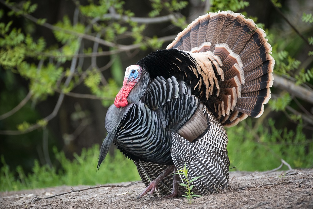 Wild Turkey Anatomy and Physiology | OutdoorHub