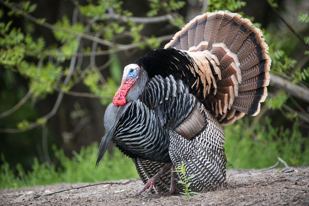 Wild Turkey Anatomy