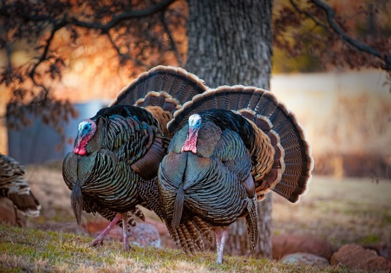 What Body Covering Does A Turkey Have