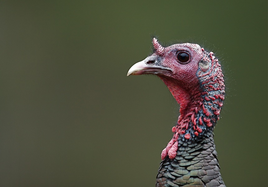 Wild Turkey Anatomy and Physiology | OutdoorHub