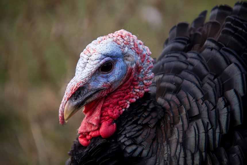 Wild Turkey Anatomy