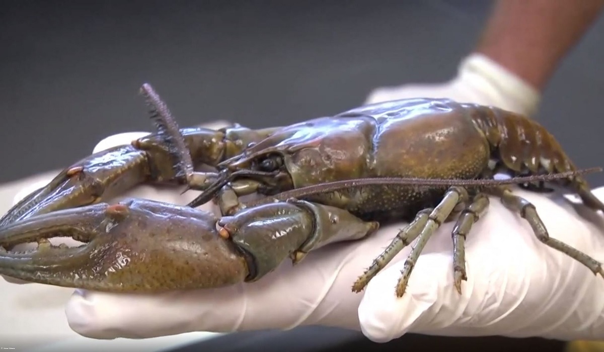 video-jumbo-size-crayfish-found-in-kentucky-water-intake-plant