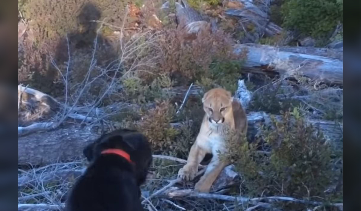 Video: Bold Labrador Stops Potential Cougar Attack | OutdoorHub