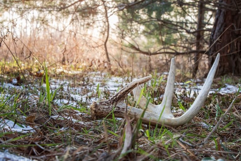 Shed Antler Hunting 101 Tips And Tricks To Shed Hunting Domination