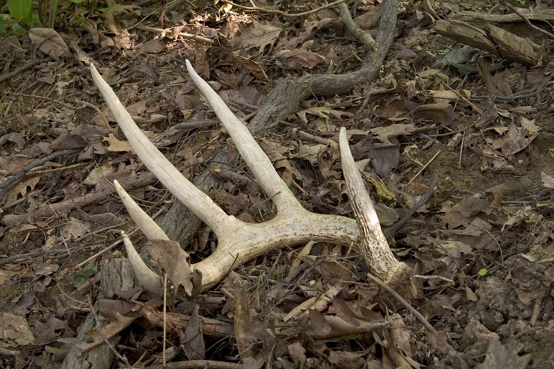 Shed Antler Hunting 101: Tips & Tricks to Shed Hunting Domination