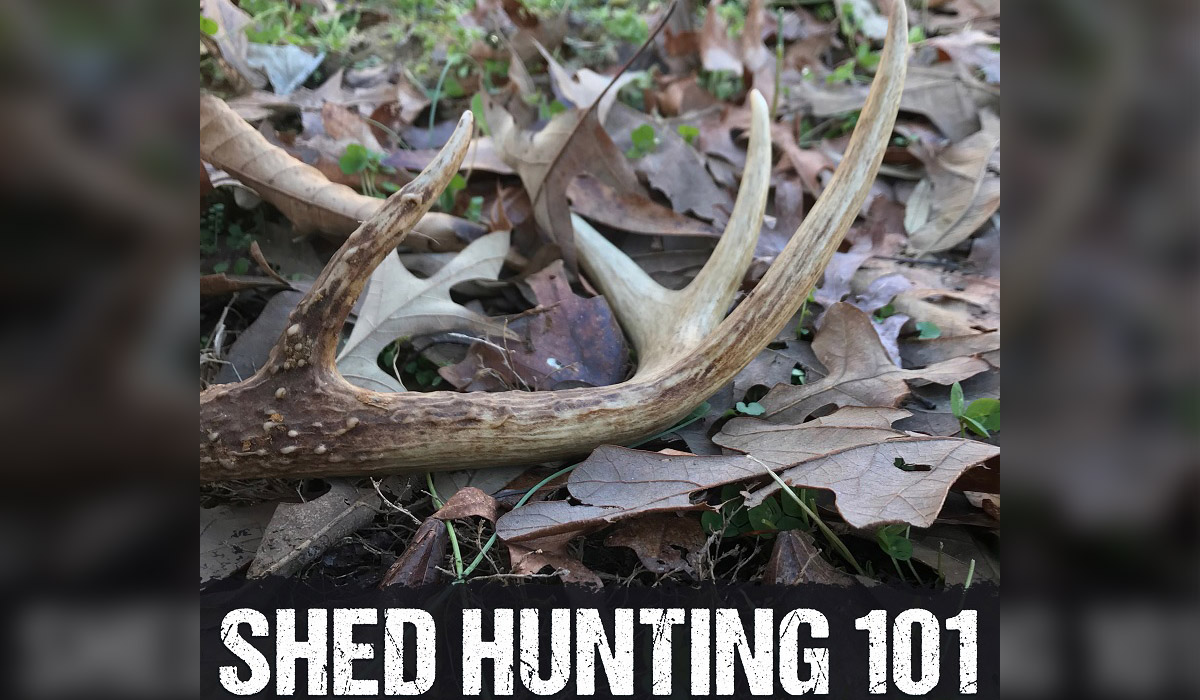 Shed Antler Hunting 101 Tips Tricks To Shed Hunting Domination   ShedAntlerHunting101feat 