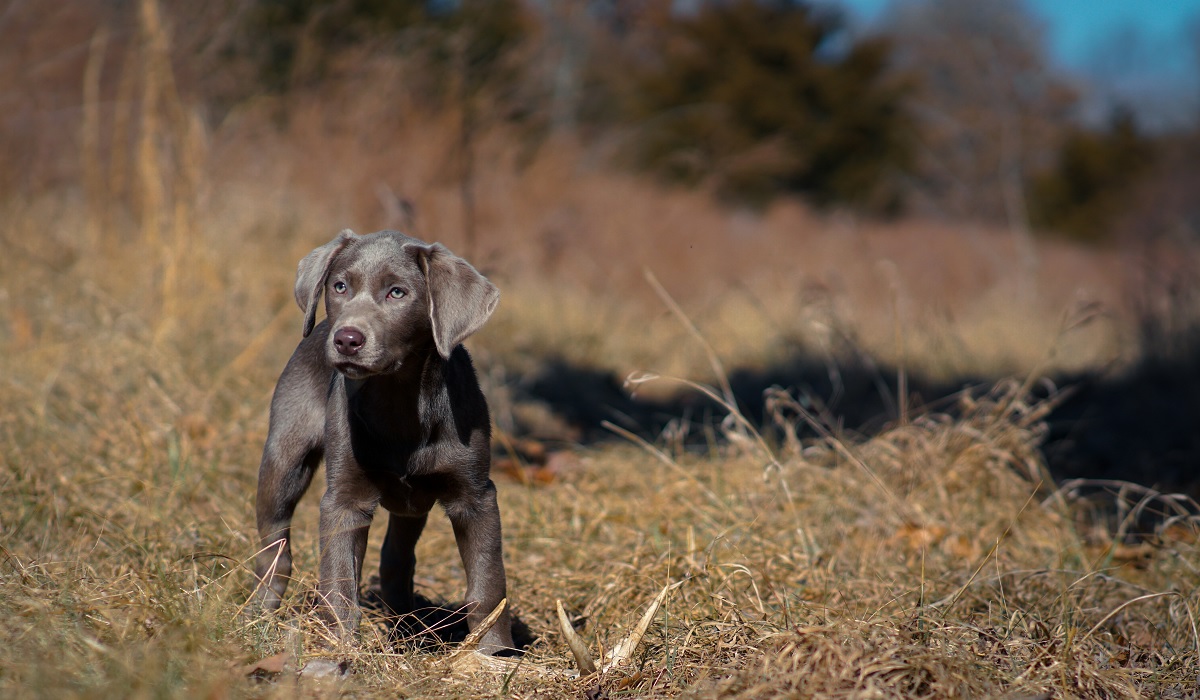 Training Shed Antler Dogs: What You Need to Know &amp; Things 