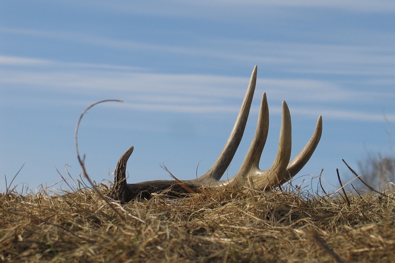 Shed Antler Hunting 101: Tips & Tricks to Shed Hunting Domination