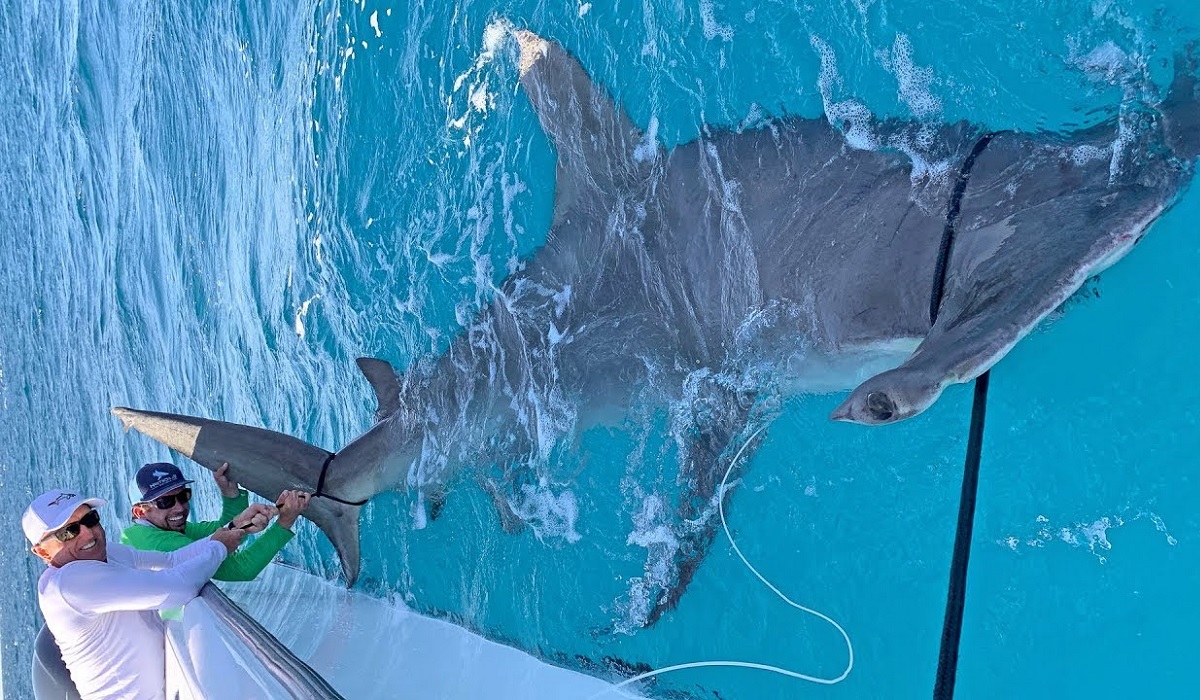 Video: Greg Norman Catches World Record Size Hammerhead Shark