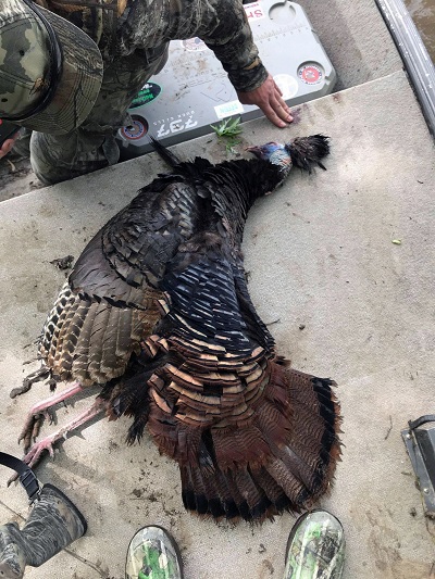 This Bizarre Gobbler Had Bone & Feathers Growing From its Head