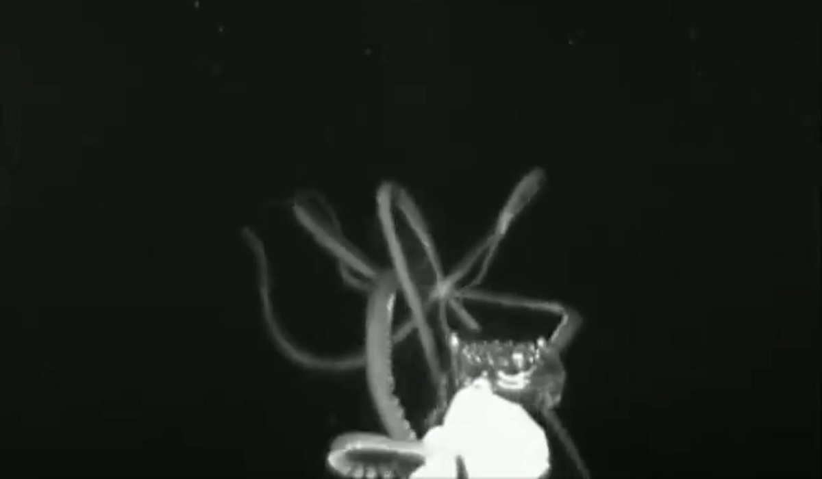Eerie Video Shows Giant Squid Caught On Camera In Us Waters For First Time Outdoorhub 9225