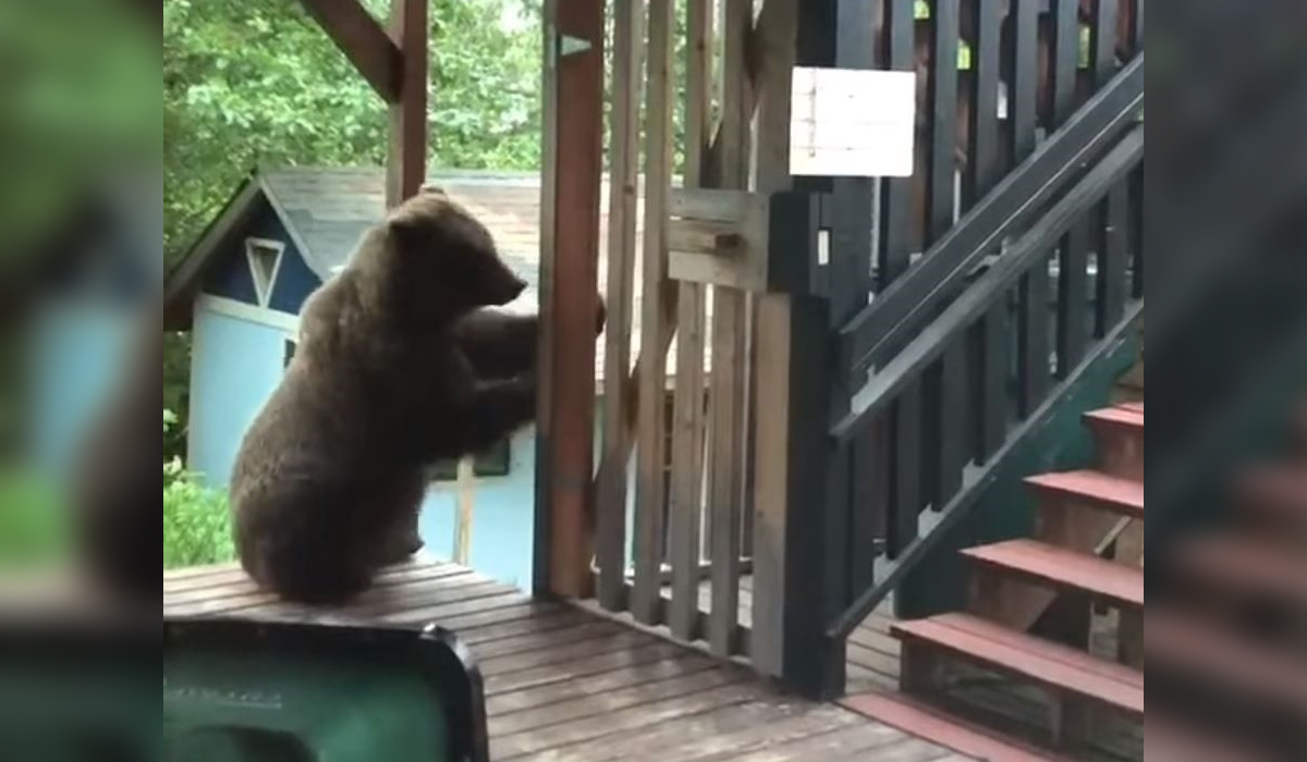 Garbage Can Robbery: Relentless Brown Bear Rips Deck Apart to Rummage ...