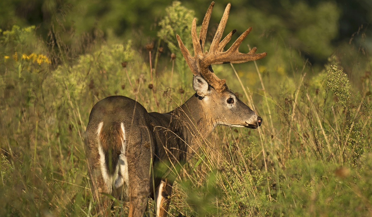 Making Hunting Great Again | OutdoorHub