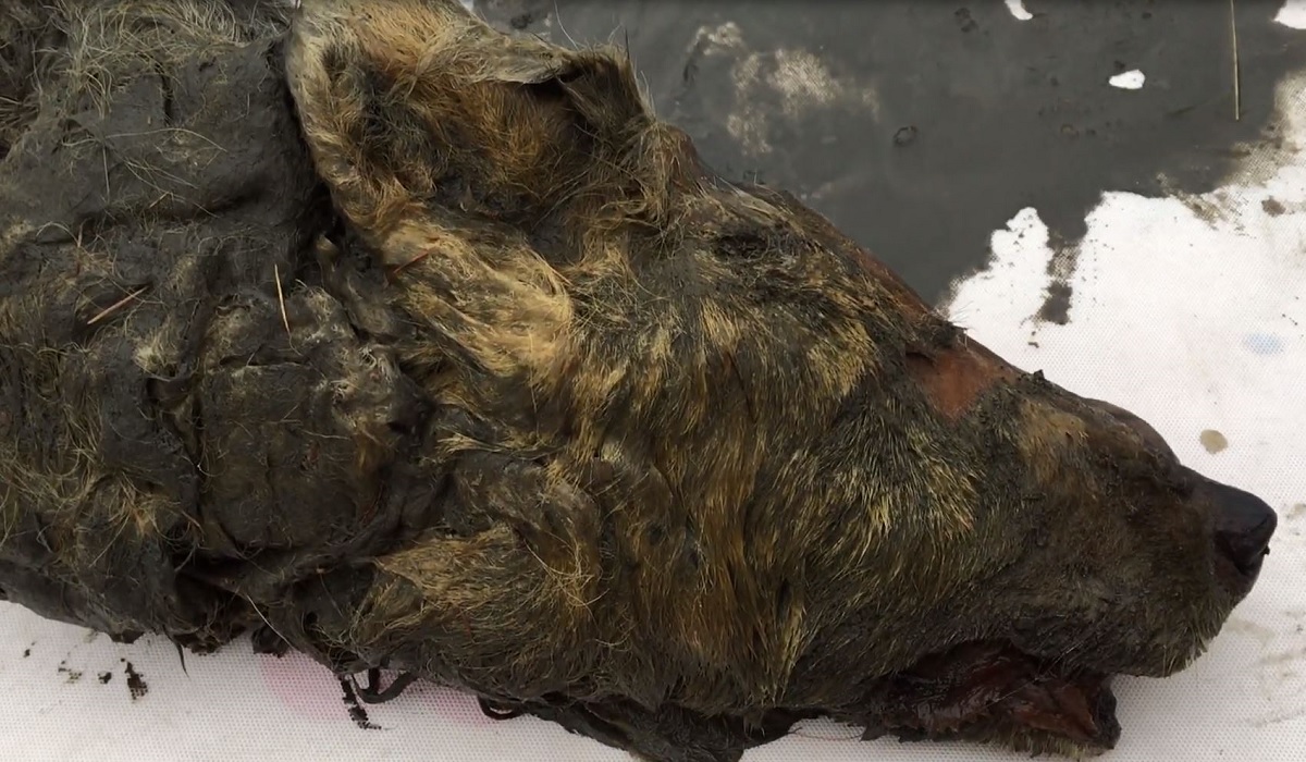 Mummified Prehistoric Wolf Head Found in Siberia OutdoorHub