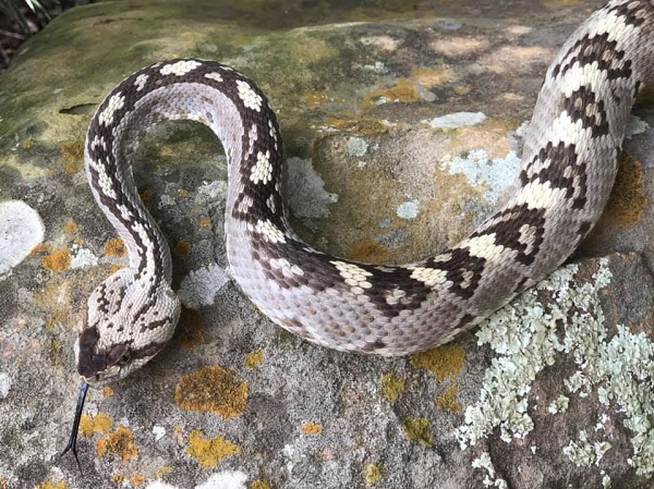 Ornate Blacktail Rattlesnake