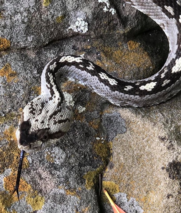 Ornate Blacktail Rattlesnake