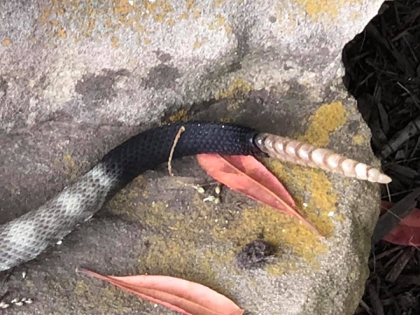 Ornate Blacktail Rattlesnake 