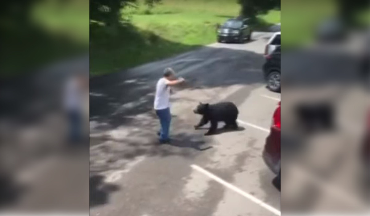 WATCH Cades Cove Visitor Nearly Mauled by Mamma Bear After Confronting