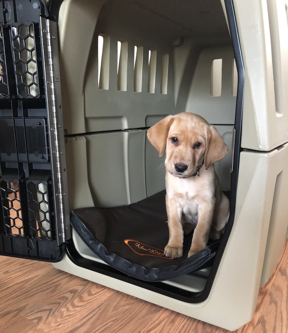 hunter dog crate