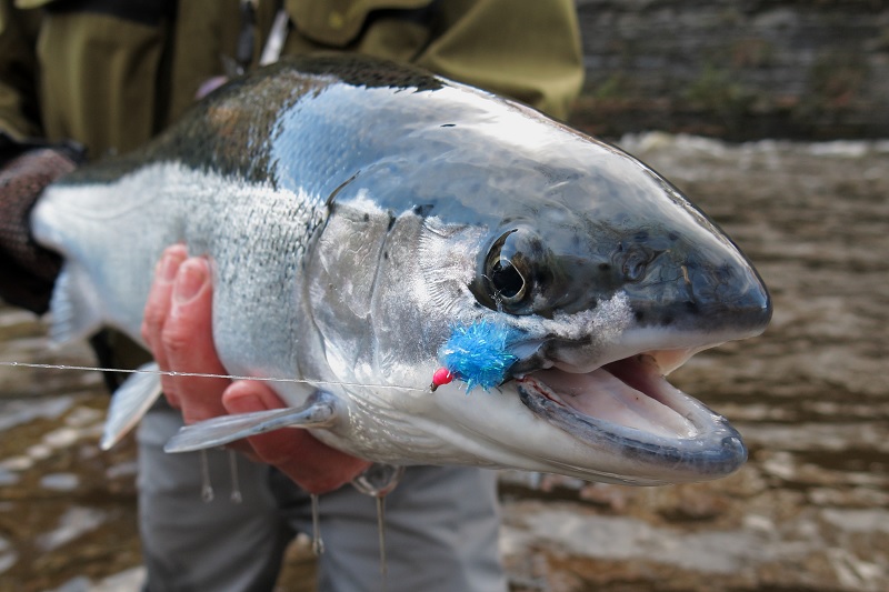 Late Fall is Prime Time for Steelhead Fishing