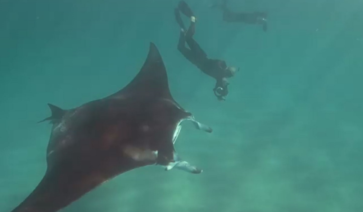 Ningaloo Reef: Manta Ray With Fish Hooks 'Buried' Under Eye Approaches  Divers, Gets Help | OutdoorHub