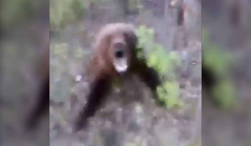 Video: Russian Man Kicks Bear, Gets Served Instant Dose of Karma ...