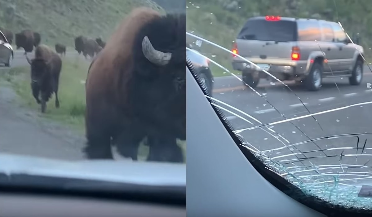 Video Bison Stampede Smashes Rental Car.. With No