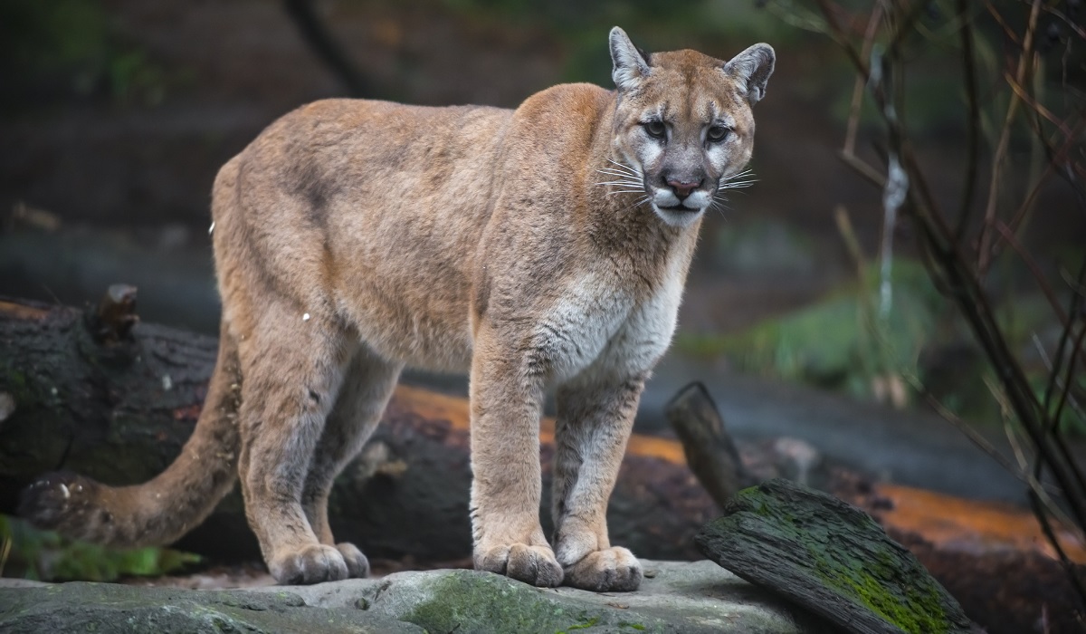 Elk Hunter Who Fought Mountain Lion With Pocketknife, Rocks Wishes He ...