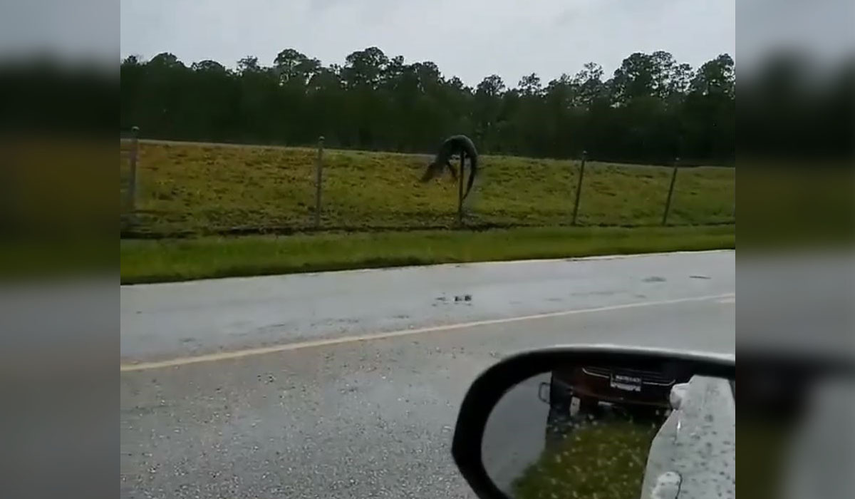 Caught On Camera: Gators Climb Fences & Swim Across Roads in Florida ...