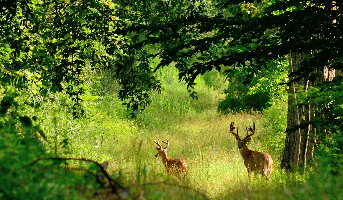 Here's Your 2019 Deer Season Outlook | OutdoorHub