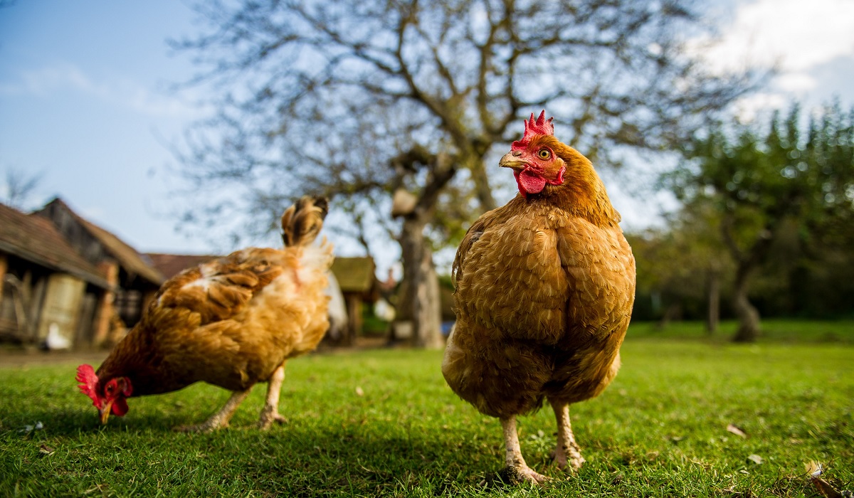 Chickens farm. Курица на траве. Курочка на улице.. Курицы пасутся. Курица фарм.