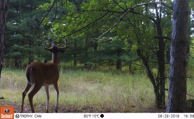 2019 Deer Season Outlook