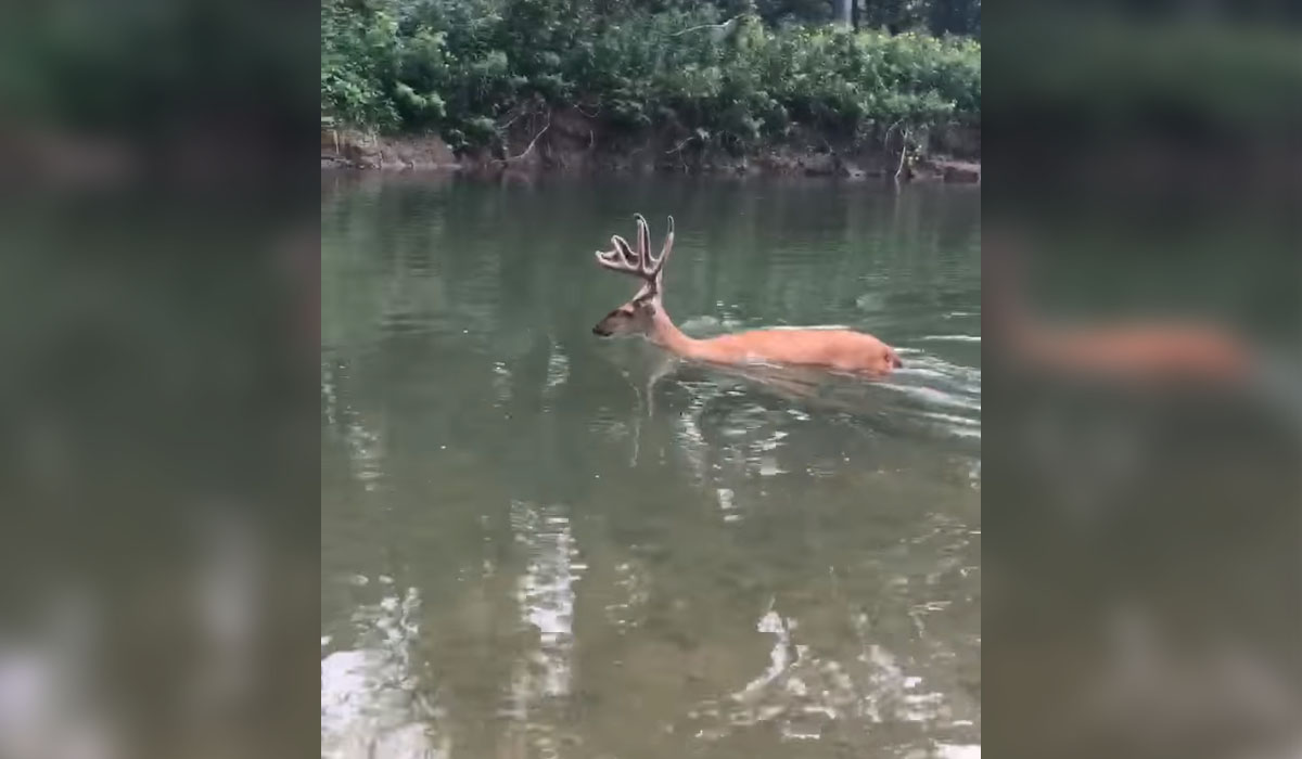 Whitetail Buck Showing EHD Symptoms Walks Through Fire and Into Deep Water OutdoorHub