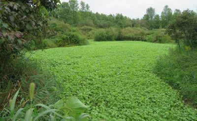 Food Plots 2019