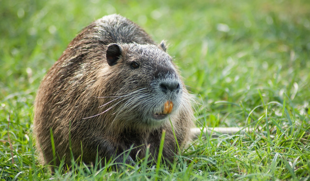 invasive-swamp-rodents-threaten-california-s-farming-region-outdoorhub