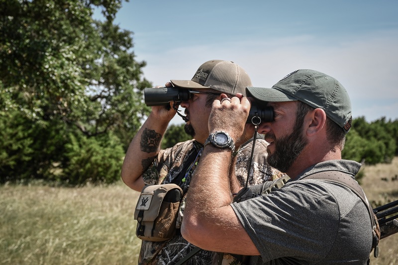 Texas Aoudad