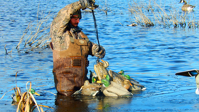 Hard-working waterfowl guides