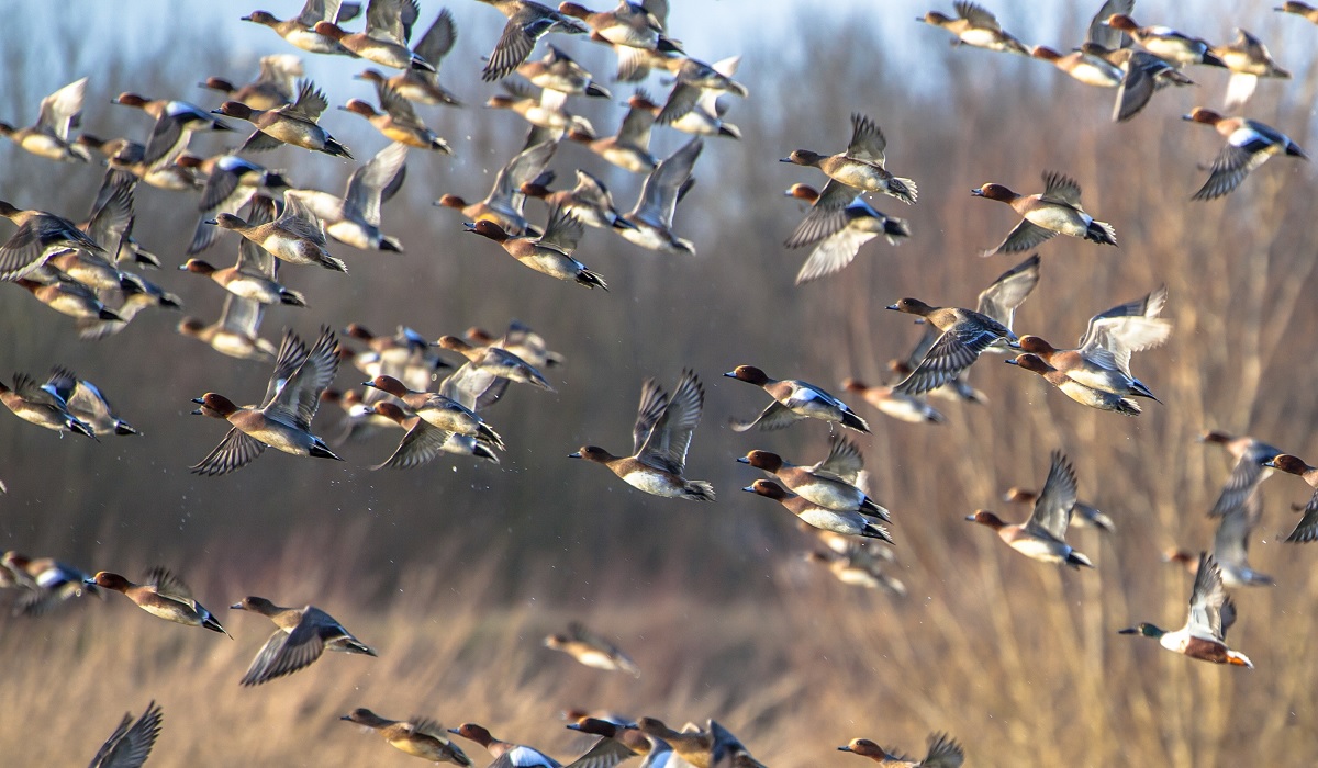 Saskatchewan Where the Waterfowl Migration Begins OutdoorHub