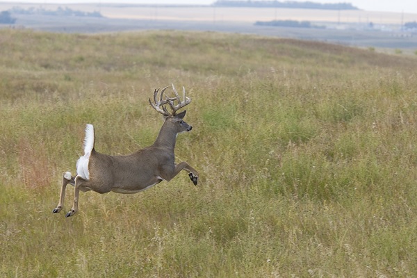 Whitetail Hunting Myths