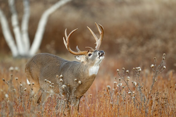 Whitetail Hunting Myths