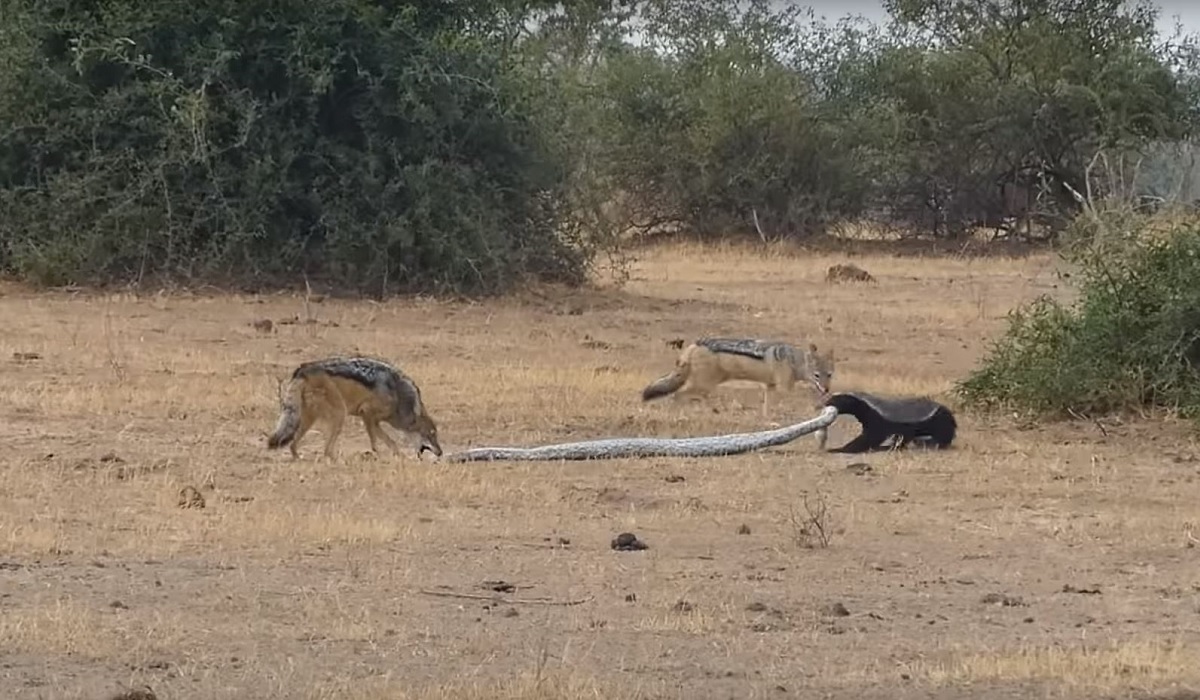 Must See: Resilient Honey Badger Holds its Own Against 2 Jackals in a ...