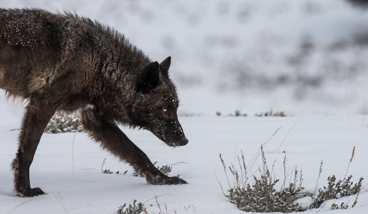 Wolf Pack Surrounds Visitors Driving in Yellowstone National Park ...